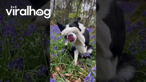 Border Collie Tries Playing Hide and Seek || ViralHog