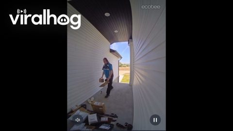 Delivery Man Straightens Up Pile of Packages || ViralHog