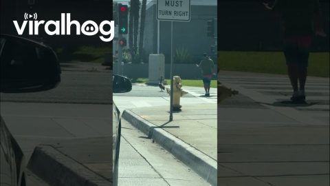 Bird Guy Helps Ducks Cross the Street || ViralHog