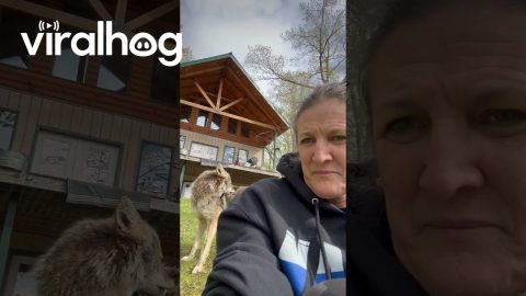 Coyote Photobombs Woman And Her Dog || ViralHog