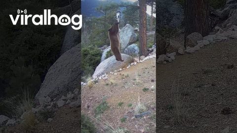 Bear Uses Bird Feeder as Private Gym || ViralHog