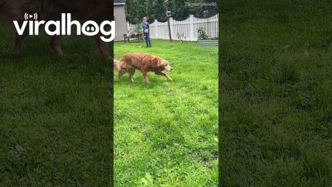 Stealthy Golden Retriever Stalks Husky || ViralHog