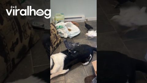 Patient Dogs Lets Chickens Stand on Him || ViralHog