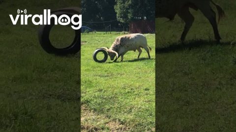 Longhorn Cow Plays With Old Tire || ViralHog