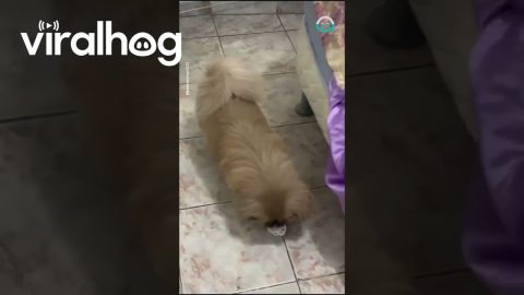 Dog Loves Its Pacifier || ViralHog