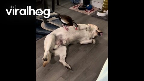 Labrador Retriever Playfully Pecked By Duck Sibling || ViralHog