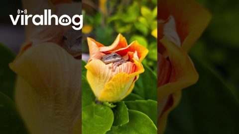 Adorable Little Treefrog Snuggles Into Perfect Petal Pad || ViralHog