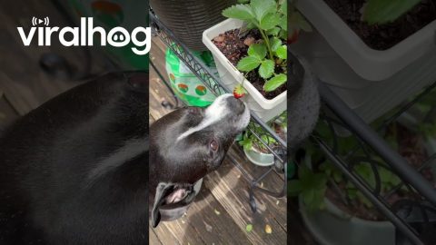Dog Gently Plucks Strawberry || ViralHog