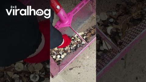Beach Cleanup Finds Piles of Coins || ViralHog