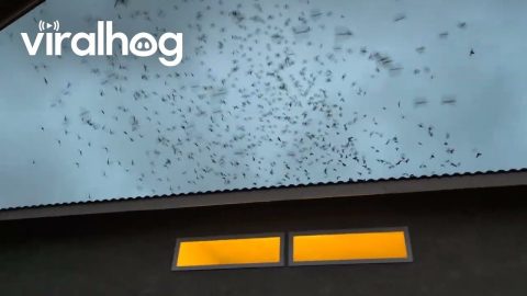 Migrating Vaux's Swifts || ViralHog