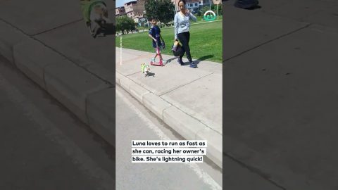 Chihuahua Races a Motorcycle || ViralHog