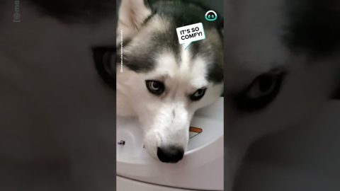 Husky Is Very Comfy In The Dryer || ViralHog