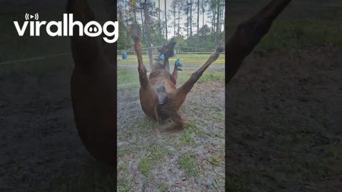 Horse Fumbles And Somersaults During Lunging || ViralHog