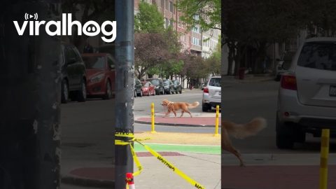 Golden Retriever Walks Himself in Chicago || ViralHog