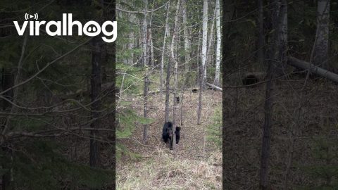 Triplet Black Bear Cubs Climb Trees in Grande Cache || ViralHog