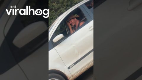 Cow Riding in a Car || ViralHog