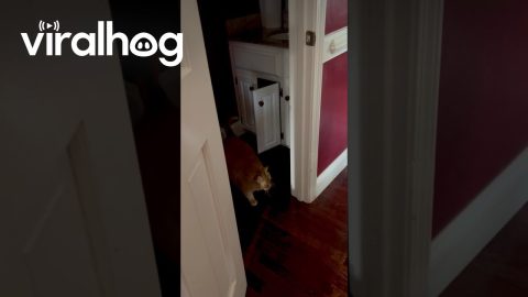 Fat Cat Leaves Bathroom Cabinet || ViralHog