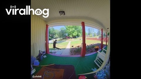 Jumping Cat Caught on Doorbell Camera || ViralHog