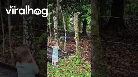 Toddler Meets a Woodpecker || ViralHog