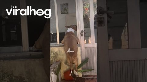 Dog Surprised While Looking Through Window || ViralHog