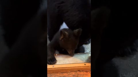 Mother Bear Tends To Cub || ViralHog