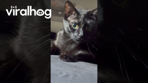 Cat’s Pupils Keep Getting Bigger || ViralHog
