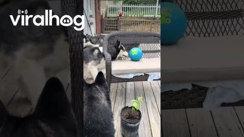 Silly Huskies Can't Reach Ball || ViralHog