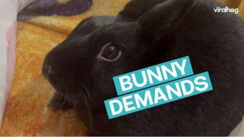 Bunny Demands Pets || ViralHog