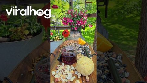 Chirp-Cuterie Board Delights Various Birds || ViralHog