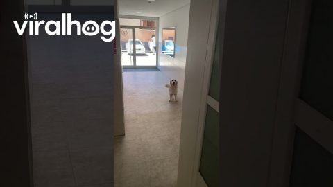Dog Refuses To Climb Stairs During Blackout || ViralHog