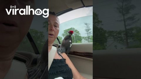 Woodpecker Rescue || ViralHog