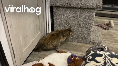 20-Year-Old Cat Is Not Stopped by ANY Door || ViralHog