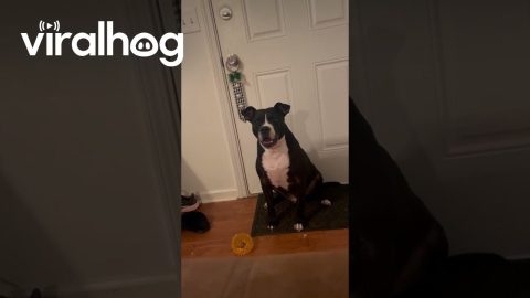 Dog Talks and Says Outside || ViralHog