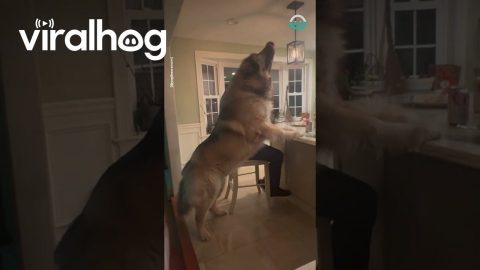 Giant Guard Dog Gets Snacks || ViralHog