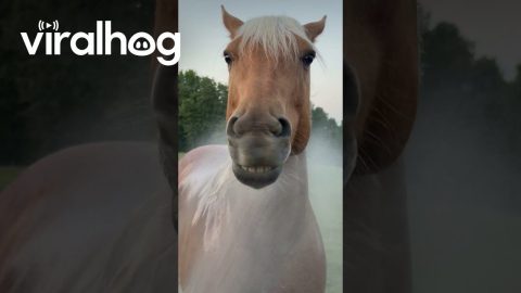 Horse Wiggles Mouth When Sprayed With Hose || ViralHog