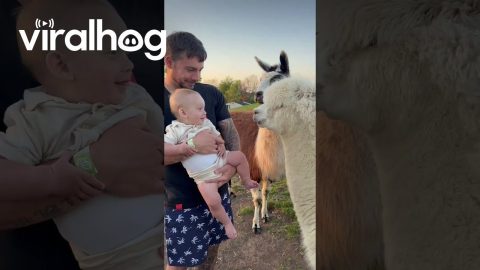 Baby Has Adorable Reaction to Friendly Alpacas || ViralHog