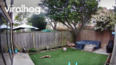 Fox Zoomies || ViralHog