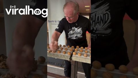 Mr. Hammerhand Sets Walnut Breaking World Record || ViralHog