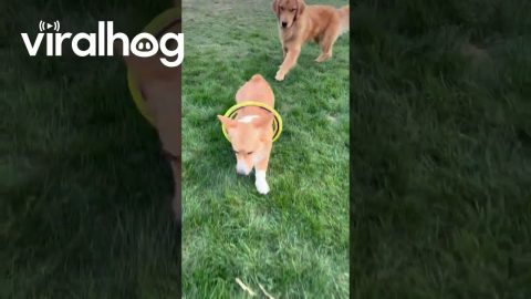 Hoop Frisbee Gets Stuck on Corgi || ViralHog