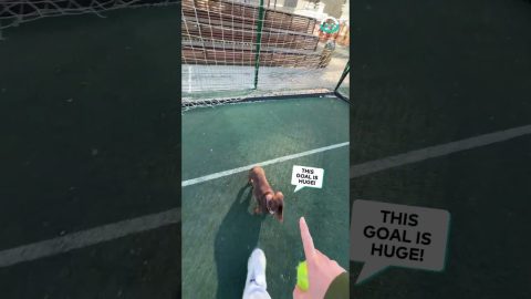 Scoring Goals on Bruno || ViralHog