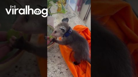 Pastrami the Baby Opossum Stole a Grape || ViralHog