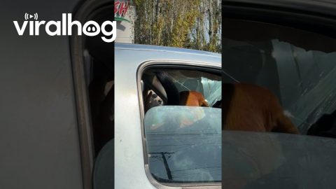 Cool Dog Can't Be Bothered By Haters' Barking || ViralHog