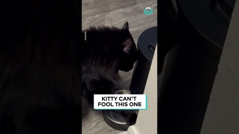 Cat Begs for Earlier Breakfast To Automatic Feeder || ViralHog