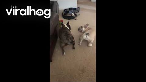 Frenchie and Macaw are Bff's || ViralHog