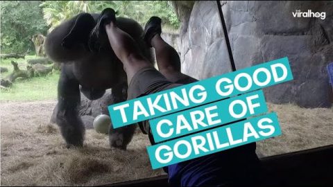 Trainer Teaches Gorilla Handstand || ViralHog