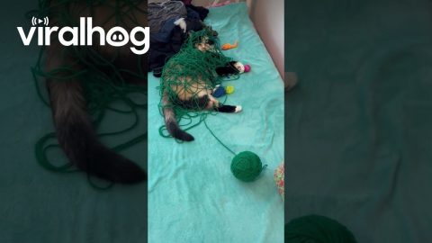 Playful Cat Caught Covered In Yarn || ViralHog