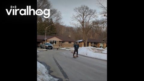 This Cat Loves Riding Their Human Around Town || ViralHog