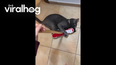 Cat Transforms Broom Into Mop || ViralHog