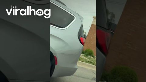 Lady Takes Rocks From Parking Lot || ViralHog