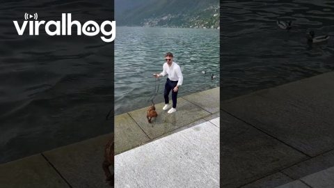 Poodle Runs Into Lake Chasing A Duck || ViralHog